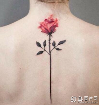 象征爱情的美丽花朵，玫瑰花纹身图案欣赏