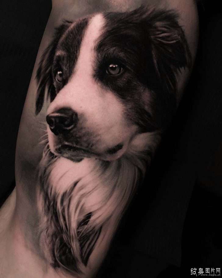 牧羊犬纹身图案欣赏 聪明温顺的人类伙伴