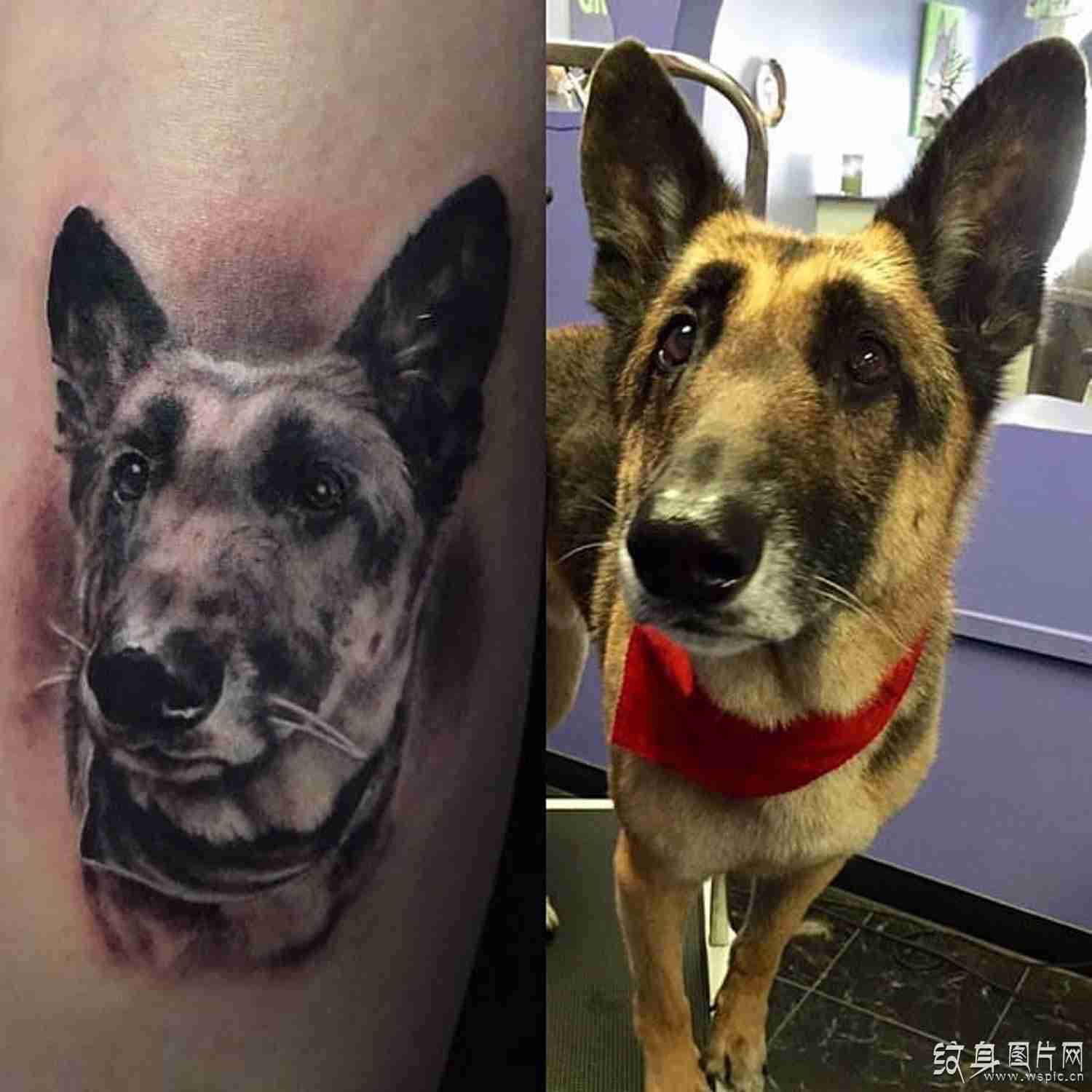 牧羊犬纹身图案欣赏 聪明温顺的人类伙伴