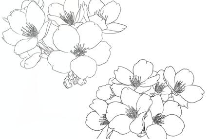 短暂的生命却绽放无限光芒，樱花纹身手稿欣赏